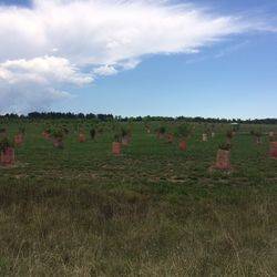 Forest 3: 12-February