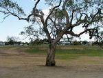 Exploreres Tree