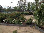 Commemorative Rose Garden 2 : October 2013 