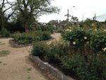 Commemorative Rose Garden 4 : October 2013
