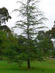 Friendship Tree : 16-November-2011