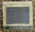 Gallipoli Pine : 11-June-2011