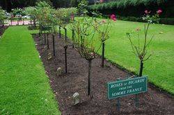 Roses of Picardy: 24-January-2016