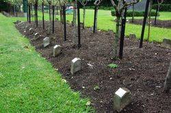 Roses of Picardy 2: 24-January-2016