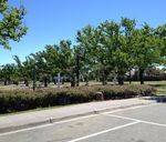 Geoff Levey Memorial Garden: November 2013 