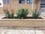Heathcote Fire Brigade Memorial Garden : November 2013