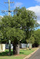 03-July-2021 (Henry Moulds)