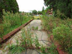 Garden: 11-March-2016