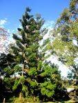 Institute of Foresters Plot 2 : 07-08-2013