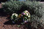 Janine Balding Memorial