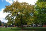 Coronation Tree : June 2014