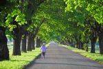 King George V Memorial Avenue