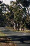 Kings Park Honour Avenue