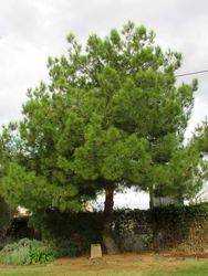 18-June-2019 [Sandra Brown] 