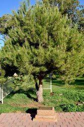 05-June-2020 (Stephen Warren)