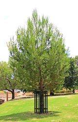 11-February-2019 (Neil Follett)