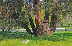 19-September-2017 [Neil Follett]