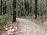 Lyrebird Forest Walk : 14-April-2013