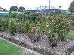 Macarthur & District Memorial Rose Garden : 14-May-2013