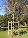 Macarthur Park Centenary : 16-June-2014