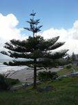 Tree on 20-August-2011