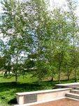 Memorial Birch Grove
