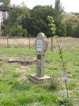King Edward Tree : 15-04-2014