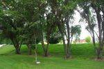 Davidson Tree 2 : July 2014