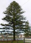 Peace Tree : 12-May-2012