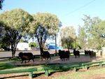 Pioneer Memorial 2