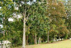1979 Trees : 13-September-2016