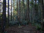 Pomona District School Memorial Forest : 08-05-2012