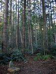 Pomona District School Memorial Forest 2 : 08-05-2012