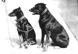 Police Dogs