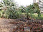 Remembrance Garden Palms : 13-September-2011