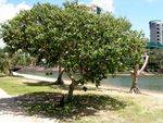Rob Dent Tree