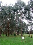 Rotary Club Arboretum : 09-June-2012