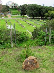 Tree 2: 29-July-2016