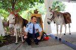 Senior Constable Nigel Allsopp with mules at Smoky dedication