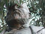 Sir Thomas Bent
