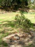 Steve Irwin Tree