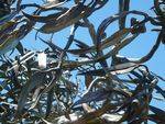Tree at Whittlesea : 30-November-2013