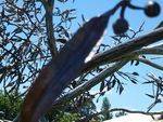 Tree at Whittlesea : 30-November-2013