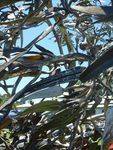 Tree at Whittlesea : 30-November-2013