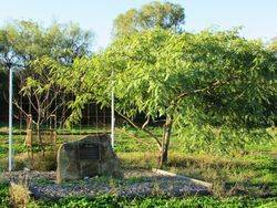 Plaque 2: 10-July-2016