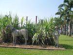 Tully Sugar Pioneers 3