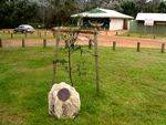 Walpole Peace Tree