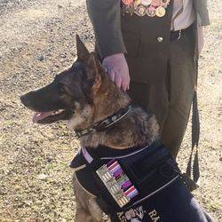 26-August-2016 :RAAF Military Working Dog 