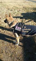 26-August-2016: RAAF Military Working Dog 2