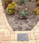 Bill Skewes Memorial Garden : November 2013